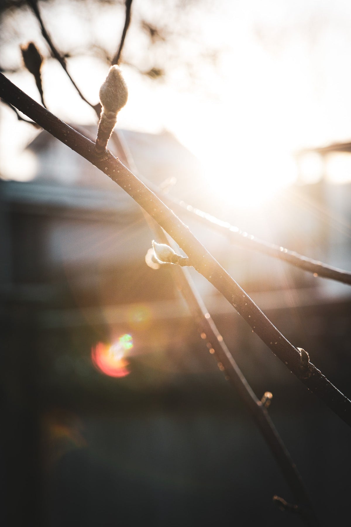 From Nature to Jewelry: Where I Finds Inspiration